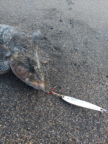 アイナメの釣果