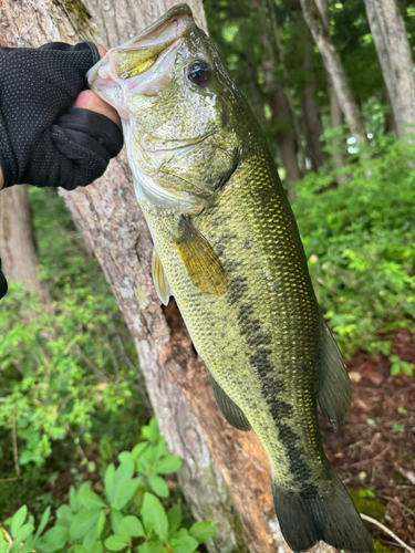 ラージマウスバスの釣果