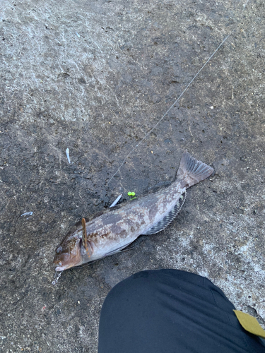 アイナメの釣果