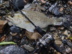 オオクチユゴイの釣果