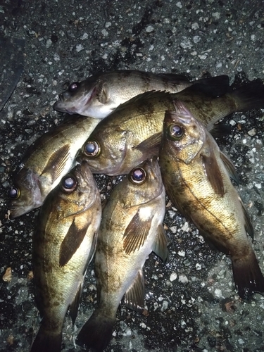 メバルの釣果