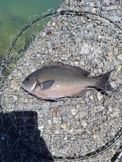 オナガグレの釣果