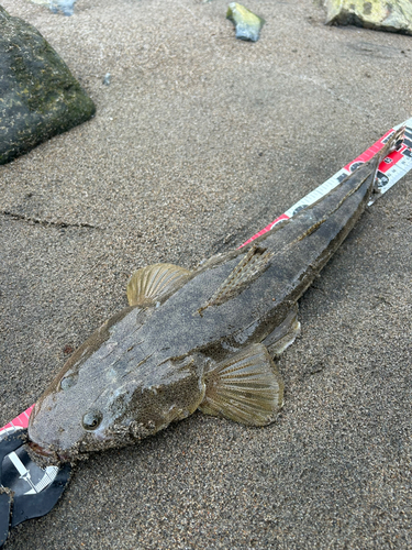 マゴチの釣果