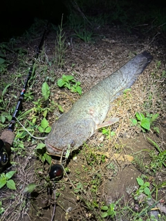 マナマズの釣果