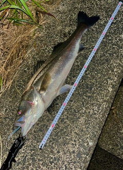 シーバスの釣果