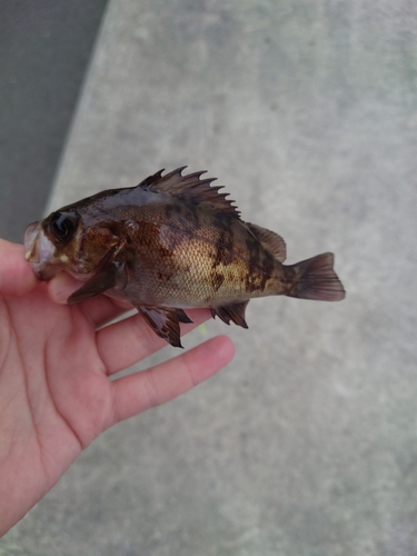 メバルの釣果