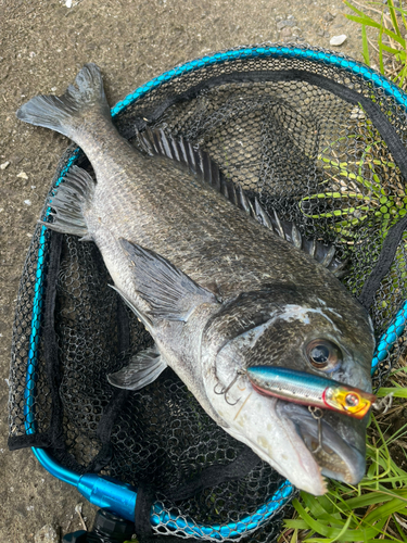 チヌの釣果