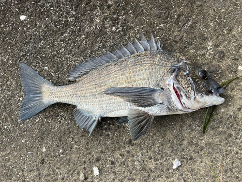 チヌの釣果