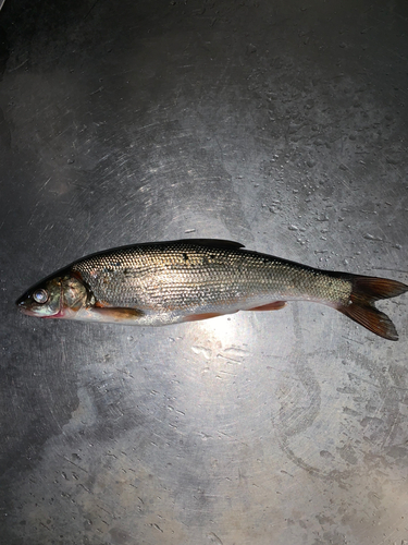 ウグイの釣果