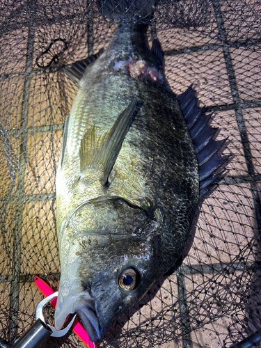 クロダイの釣果