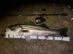 シーバスの釣果