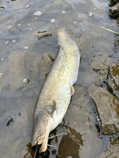 ナマズの釣果