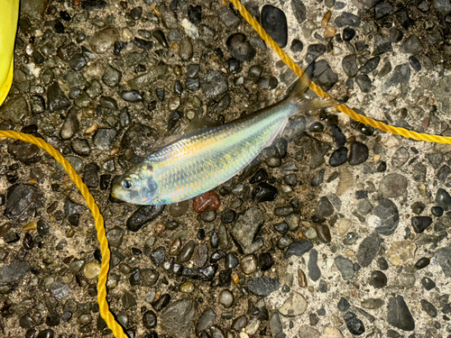 若洲海浜公園海釣り施設