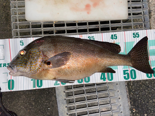 コロダイの釣果