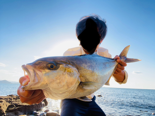 カンパチの釣果