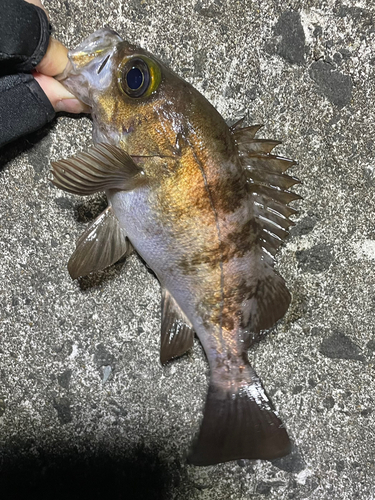 シロメバルの釣果