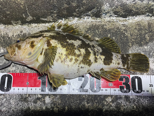 ベッコウゾイの釣果