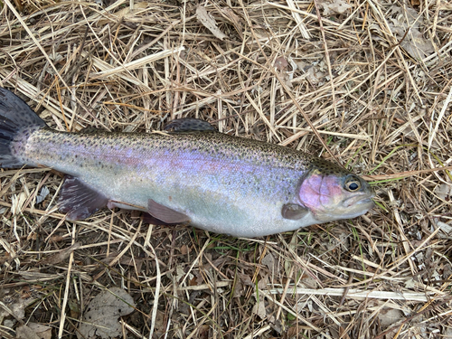 ニジマスの釣果