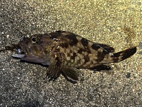 カサゴの釣果