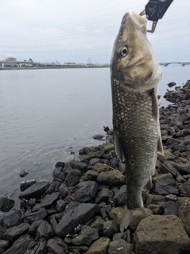 ニゴイの釣果