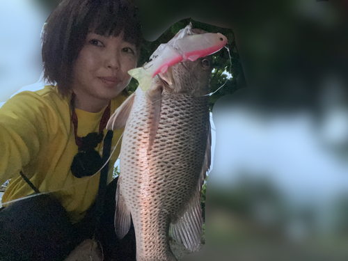 ゴマフエダイの釣果