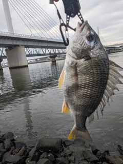 キビレの釣果