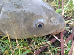 コイの釣果