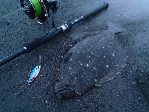 ヒラメの釣果