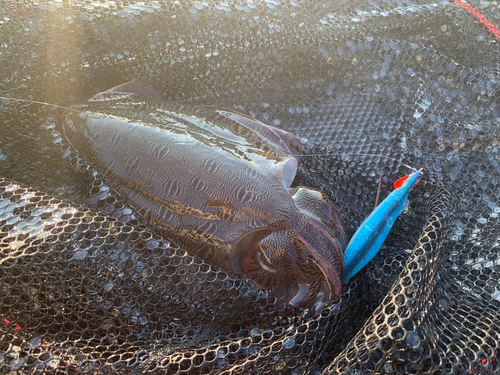 モンゴウイカの釣果