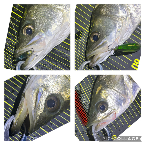 シーバスの釣果