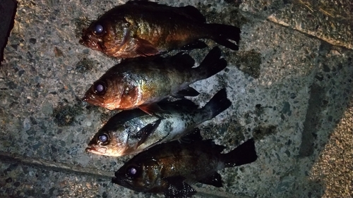 メバルの釣果