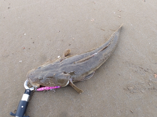 マゴチの釣果