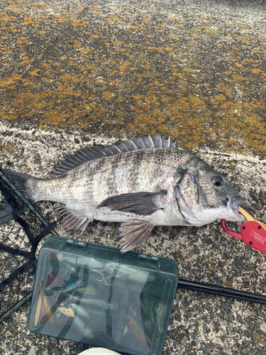 チヌの釣果