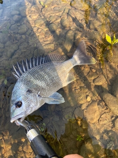 キビレの釣果