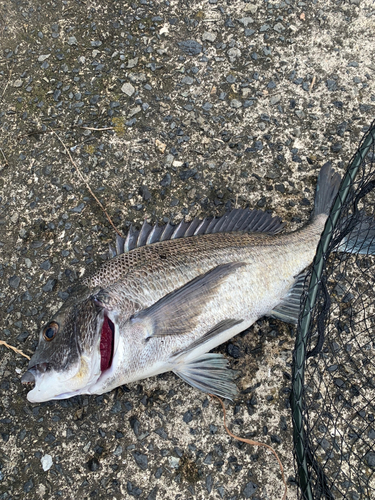 チヌの釣果