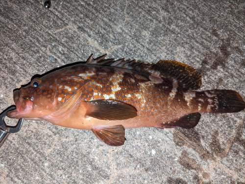 アコウの釣果