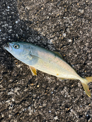 ワカシの釣果