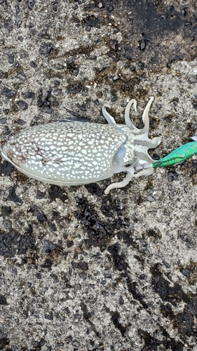 シリヤケイカの釣果