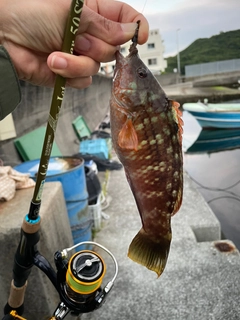 アカササノハベラの釣果