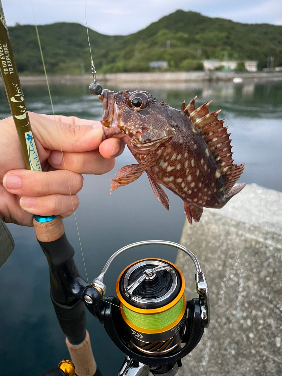 アカササノハベラ