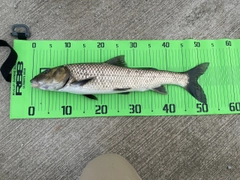 ニゴイの釣果