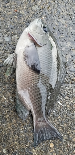 メジナの釣果