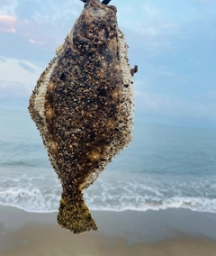 ソゲの釣果