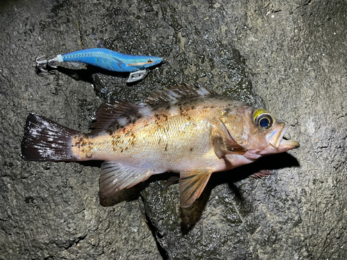 メバルの釣果