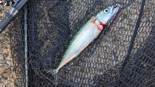 サバの釣果