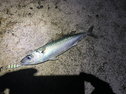 サバの釣果