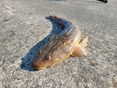 マゴチの釣果