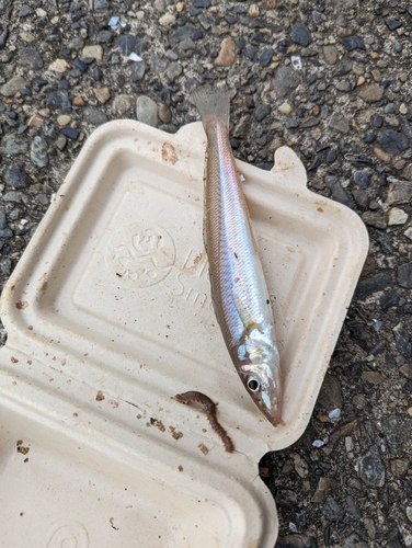 シロギスの釣果