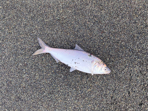 コノシロの釣果