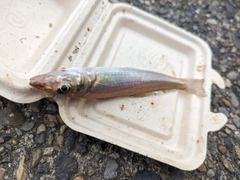 シロギスの釣果